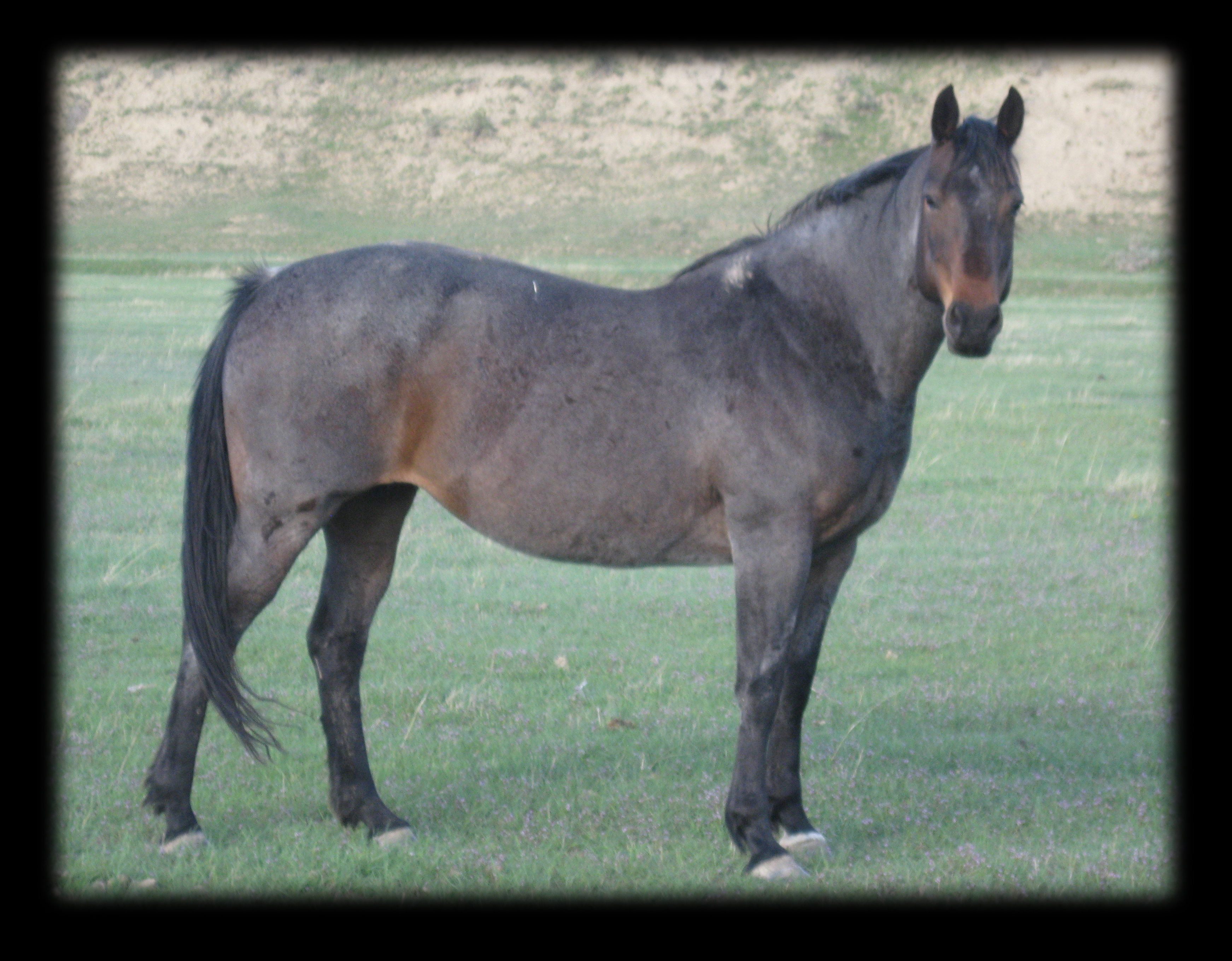 Valentine Raiders, bay roan Blue Valentine mare. 